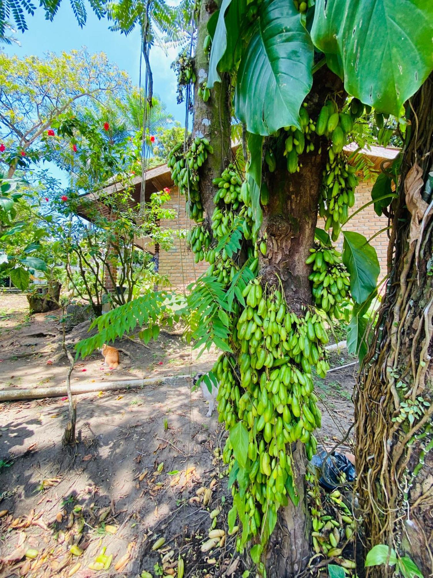 Pousada Coco Dende Velha Boipeba Extérieur photo