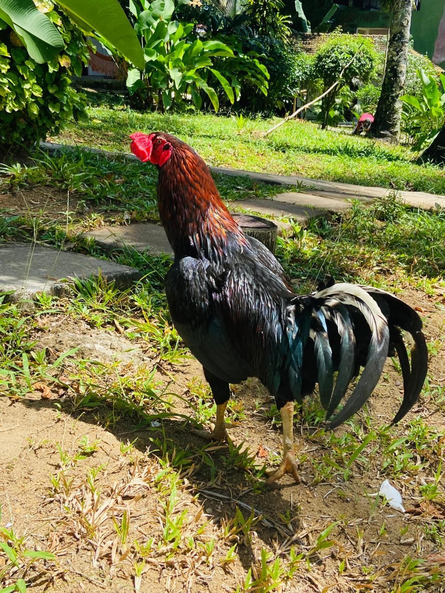 Pousada Coco Dende Velha Boipeba Extérieur photo