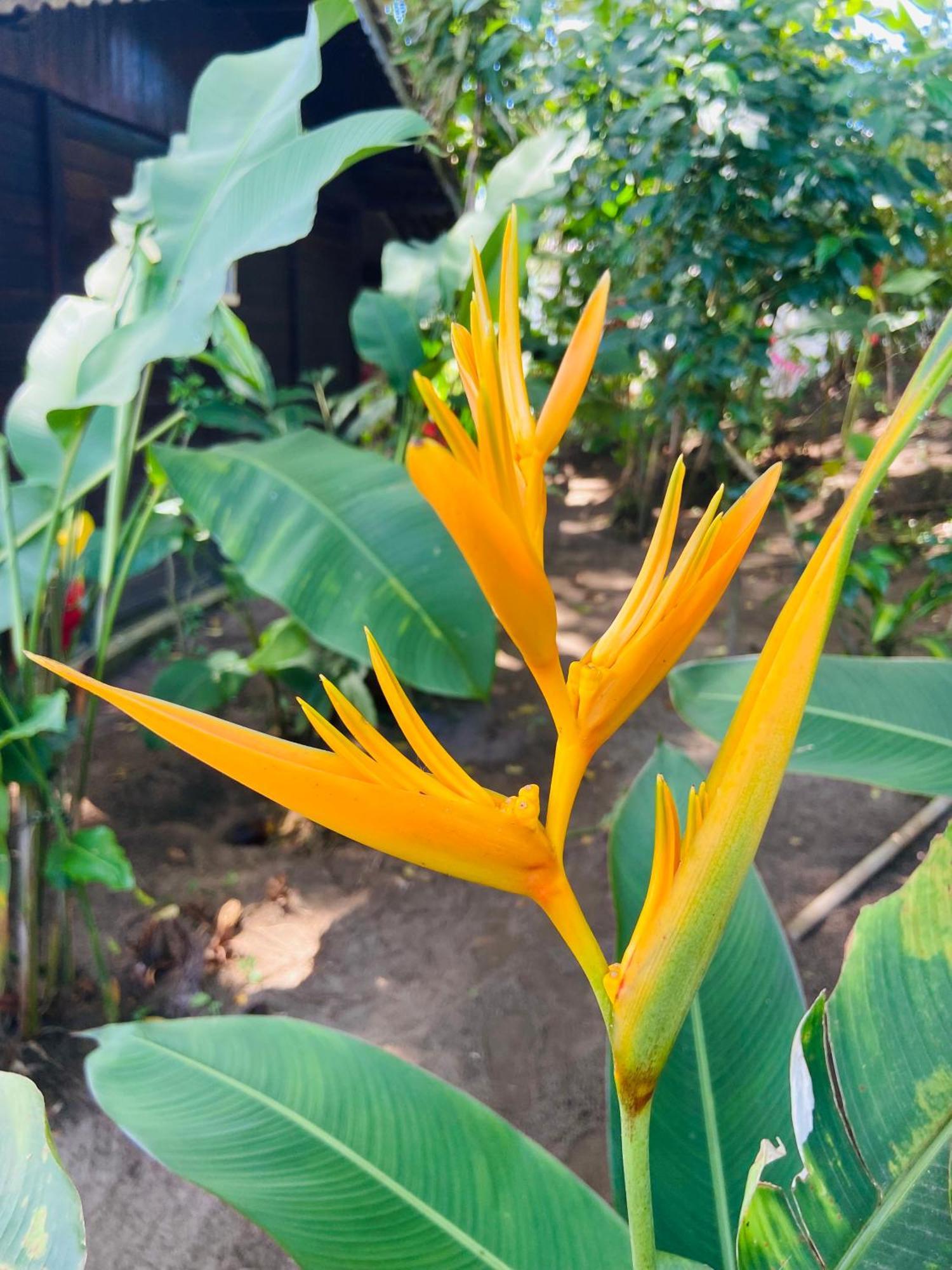 Pousada Coco Dende Velha Boipeba Extérieur photo